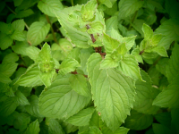18867 / Mentha x piperita Multimentha